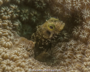 Secretary Blennie at Capt Don's Bonaire. Nikon D90 with d... by Robert Michaelson 